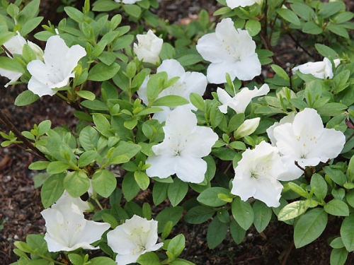 Azalia japońska 'Pleasent White'